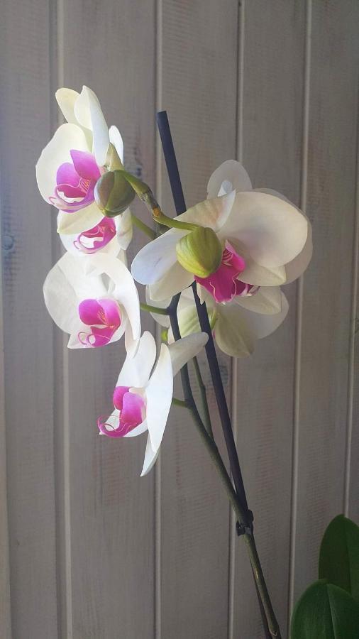 Apartment Orquideas *