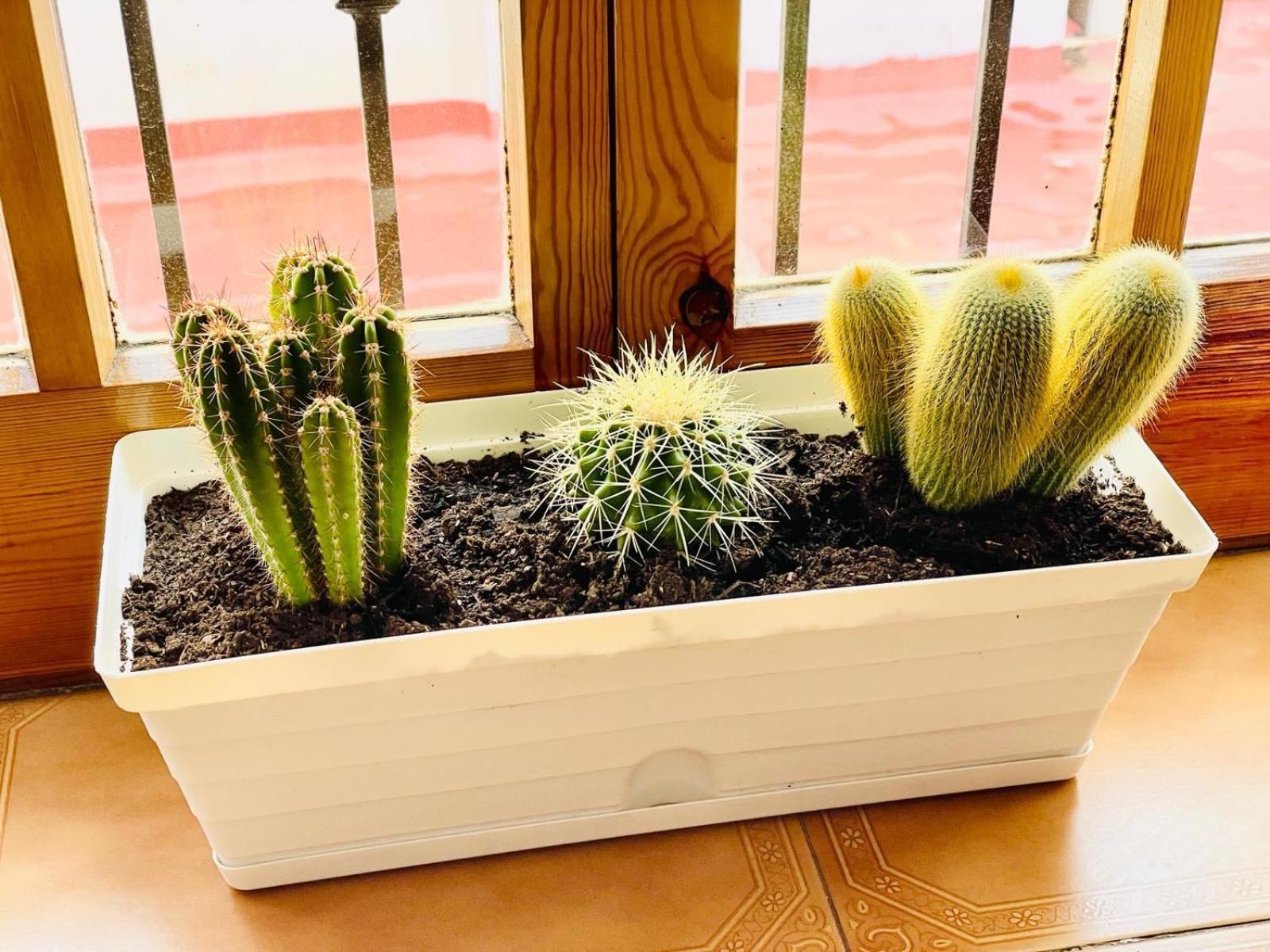 Apartamento Centro Con Solarium