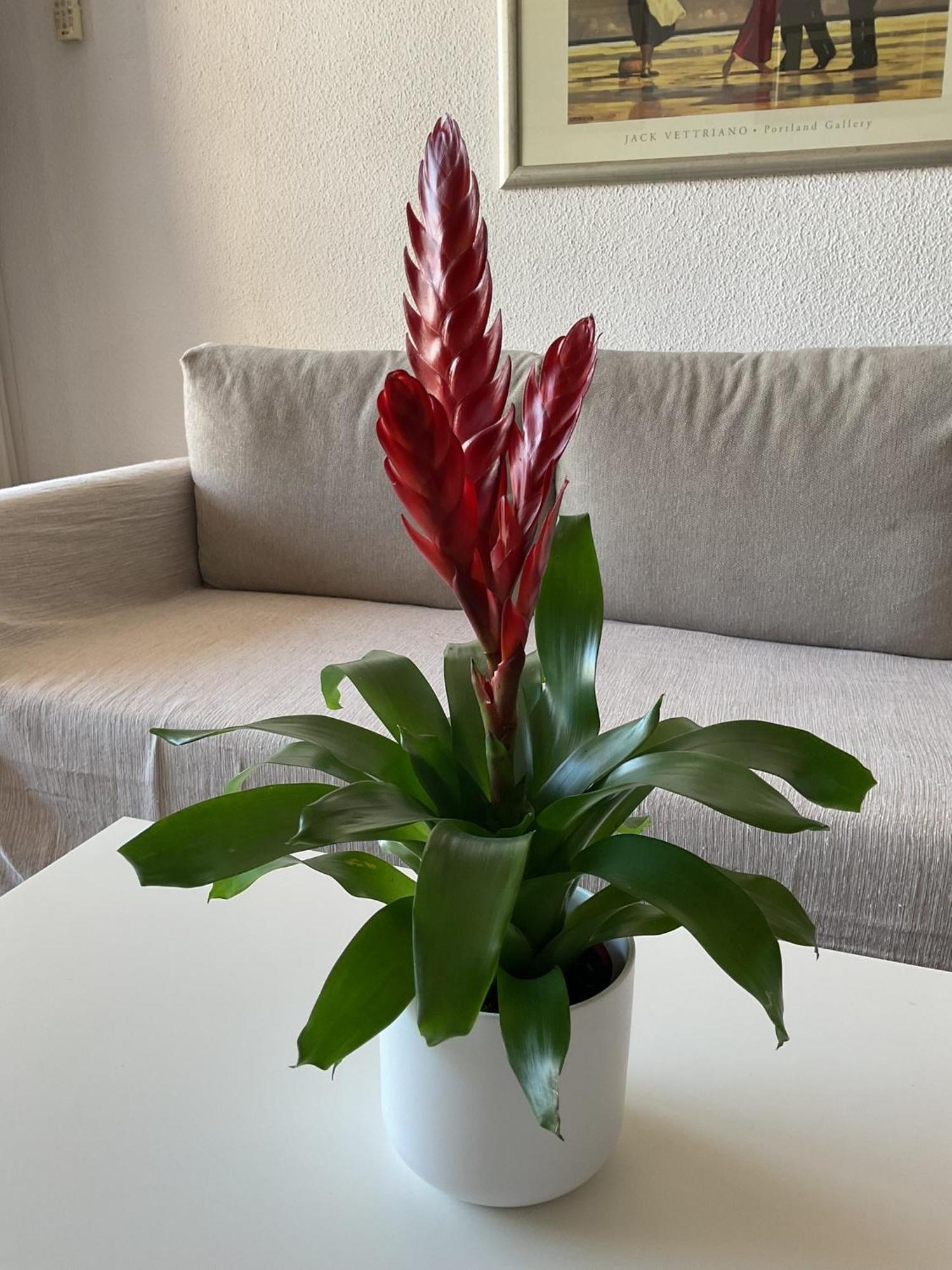 Apartment La Nogalera Adresse Mythique