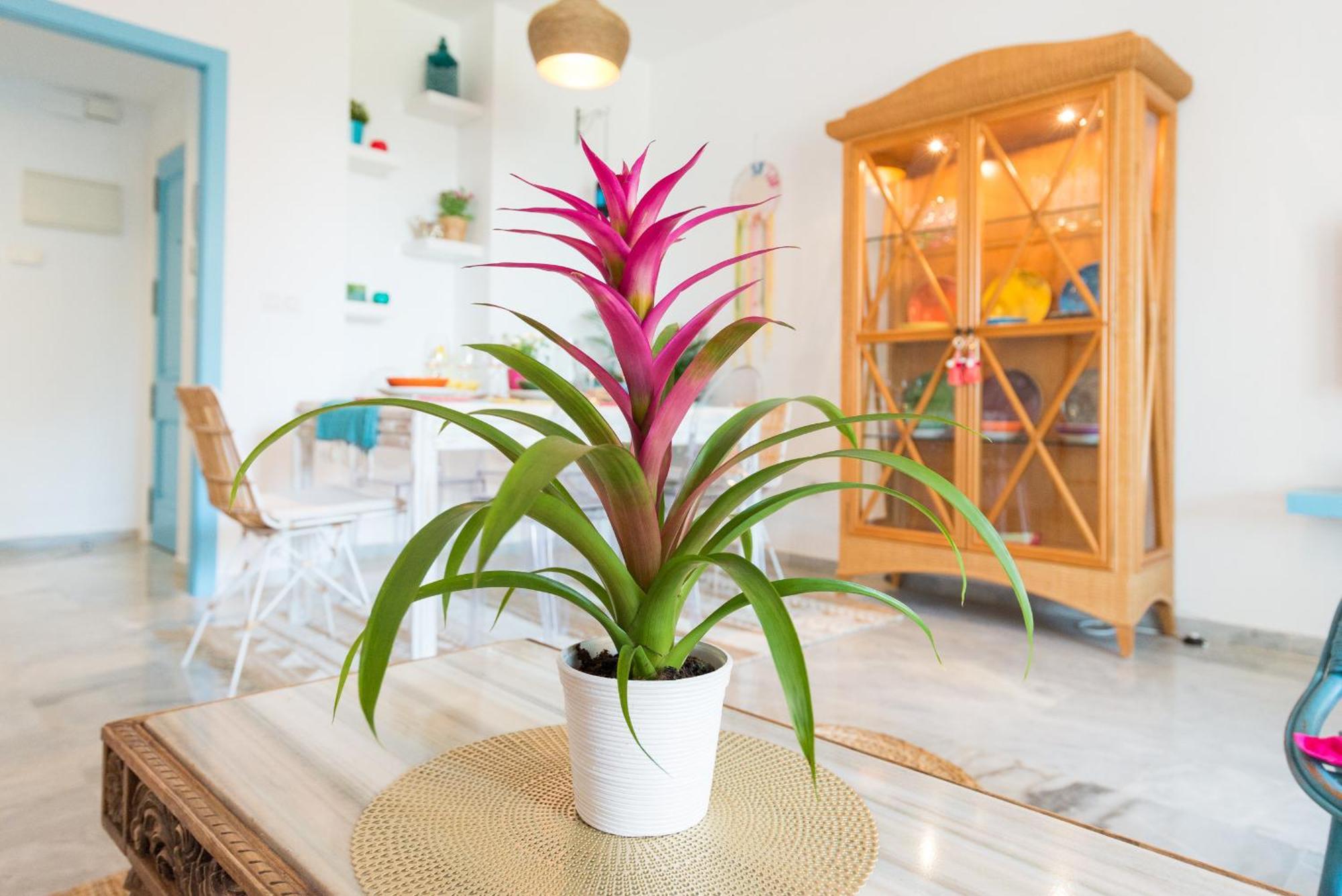 Boho Chic- Beachfront - Free Bikes - Salt Water Pool * Torremolinos