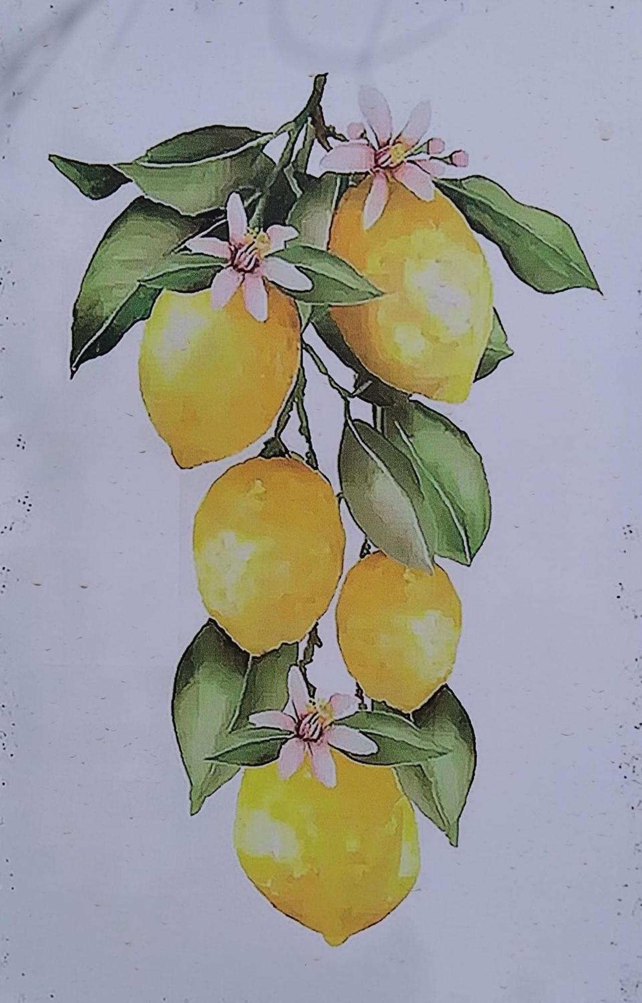 The Lemon Grove House Holiday home