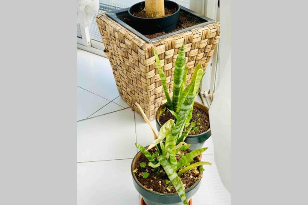 Begonia Center 230 By Namaste Elite Apartment