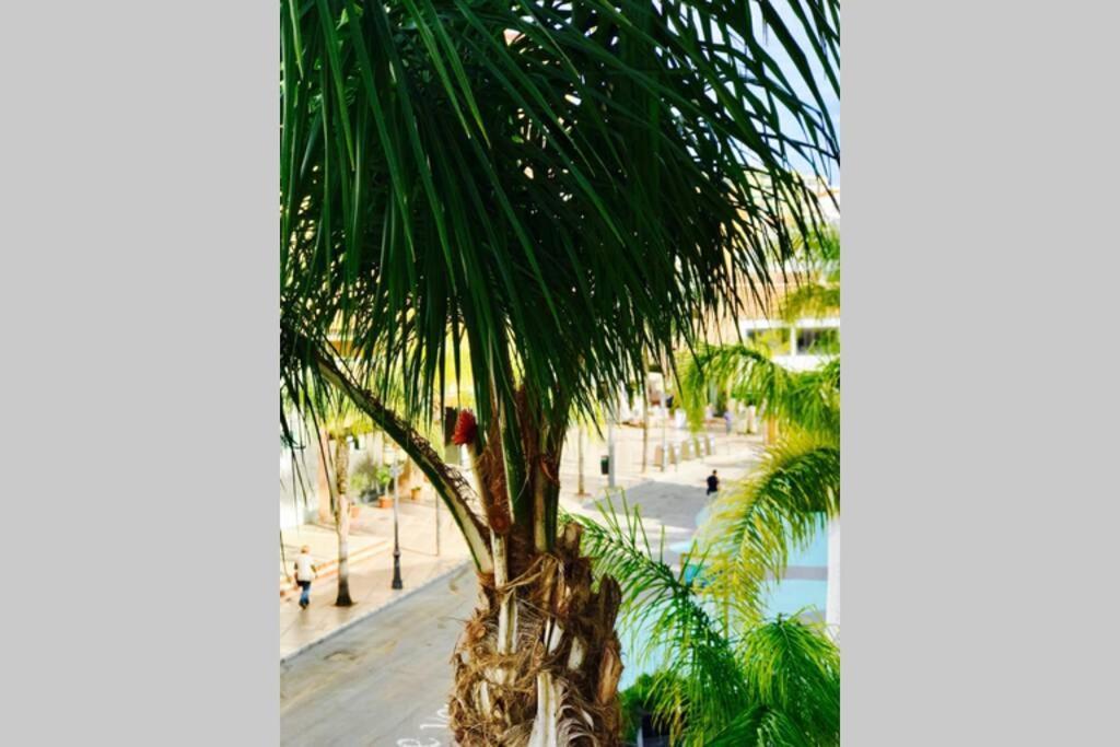 Begonia Center 230 By Namaste Elite Torremolinos
